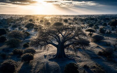 Rooted in Africa. Built for the World